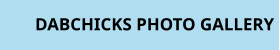 DABCHICKS PHOTO GALLERY
